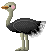 ダチョウ ostrich