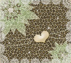 クリーム色背景のレース、ハート付きヒョウ柄のスマートフォン壁紙